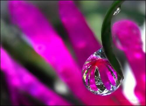  water droplets , nature pictures 