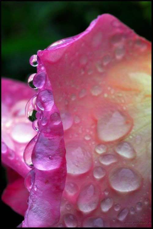  water droplets , nature pictures 