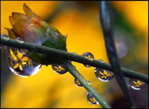  water droplets , nature pictures 