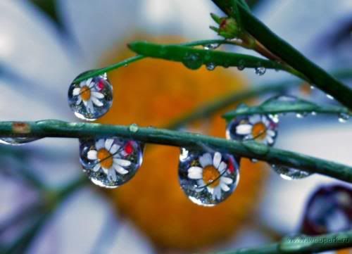  water droplets , nature pictures 