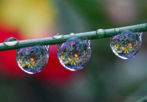  water droplets , nature pictures 