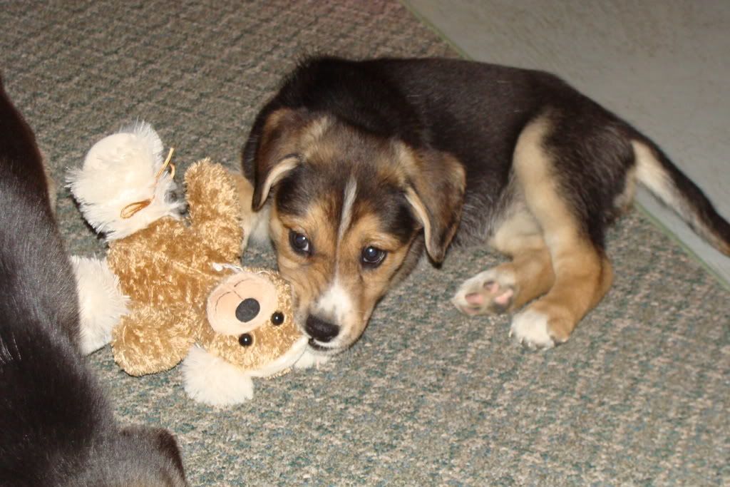 beagle lab mix. and she was a lab mix,