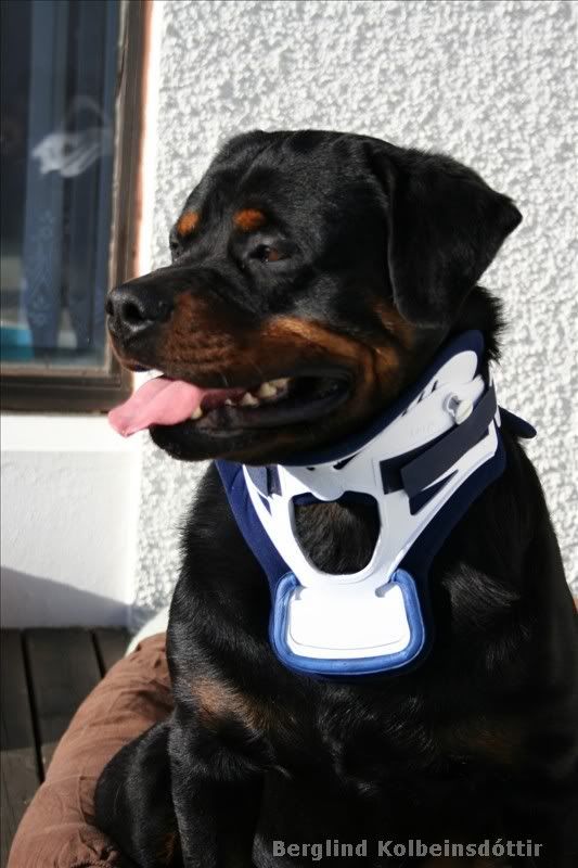 Dog Neck Brace