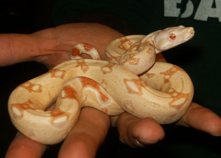 AlbinoBoa.jpg