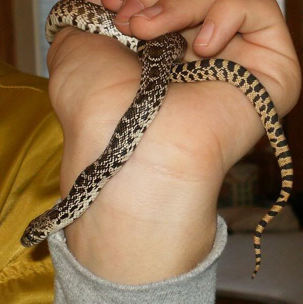 Bullsnake1.jpg