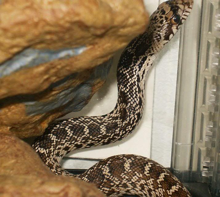 Bullsnake2.jpg