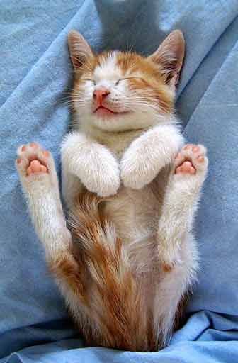 SleepingKitty.jpg Cute Animals image by Stnick1988