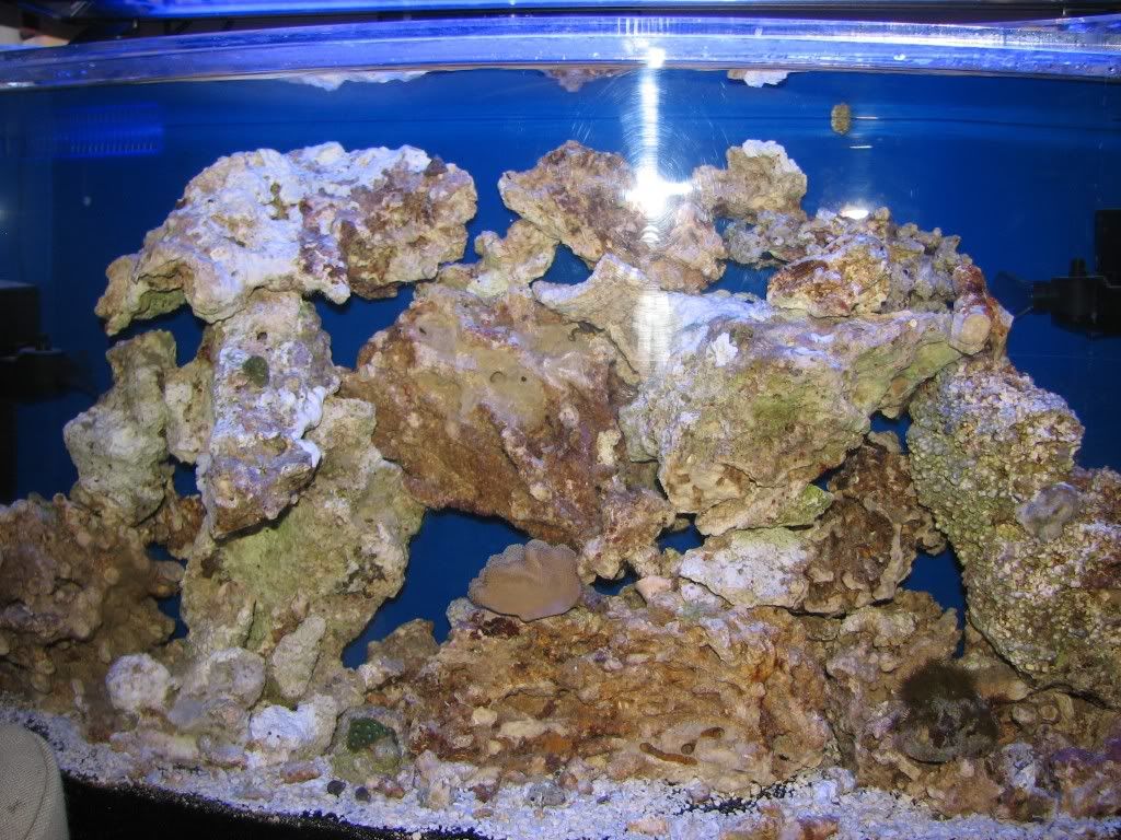 Aquariumstep3-livecorals.jpg