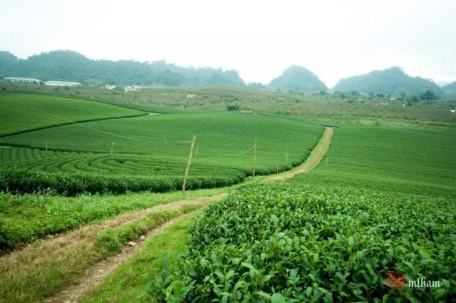 Mộc Châu những ngày mùa đông...