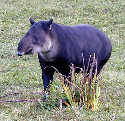dead tapir