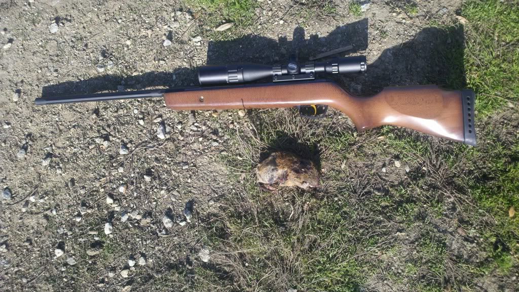 gopher kill 4. Confirmed Airguns & Guns Forum