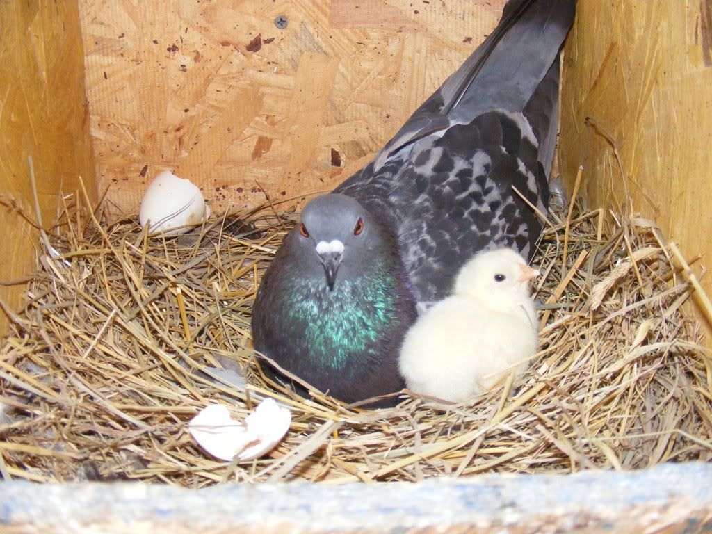 Pigeon hatched chicken ! - Pigeon-Talk