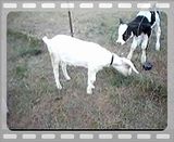 Update on Goat with polioencephalomalacia - Goats