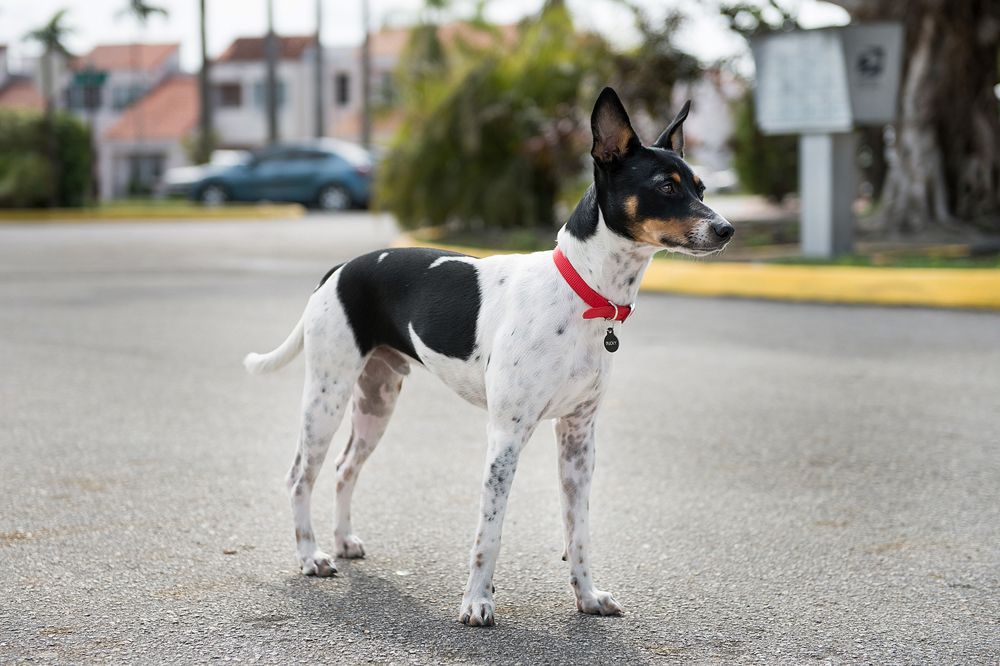 IMAGE: http://i188.photobucket.com/albums/z74/AndrewMarrero/Bucky.jpg