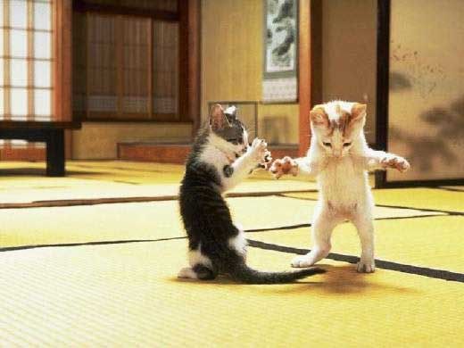 a7f7-1.jpg kungfu_cat_fight.jpg image by hmrizzle