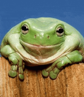 smiling frog Pictures, Images and Photos