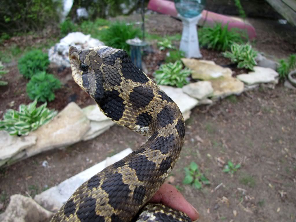 Michigan Cobra Michigan Sportsman Forum