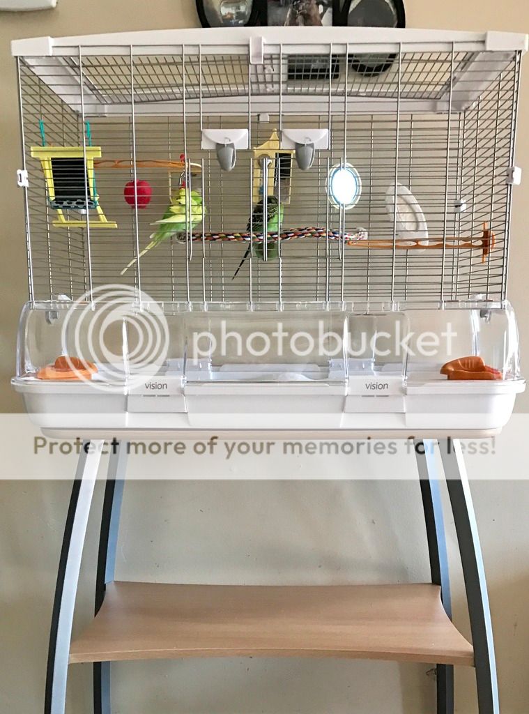 Vision cage Talk Budgies Forums
