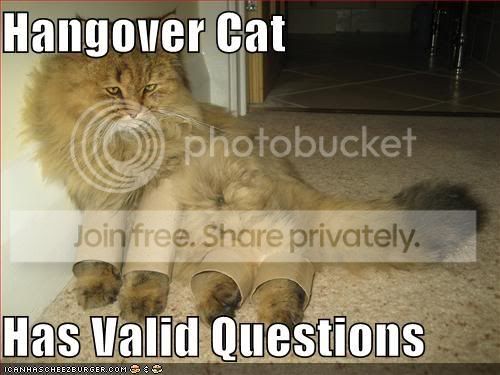 funny-pictures-hangover-cat-cardboa.jpg