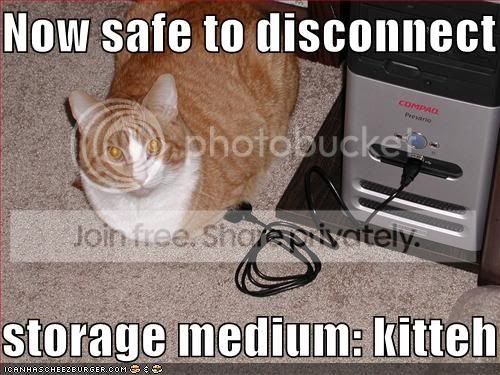 funny-pictures-storage-medium-cat.jpg