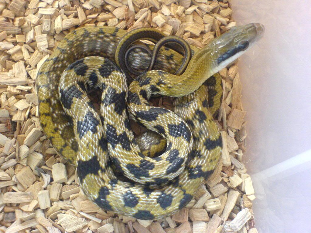 Four-lined Rat snake & Taiwanese Beauty - Reptile Forums