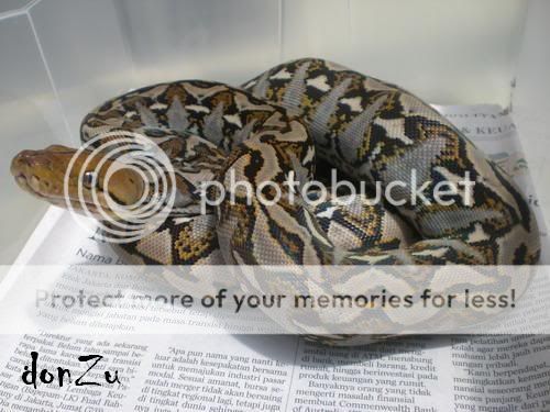 My Silver Buton Retic from Indonesia | Reptile Forums