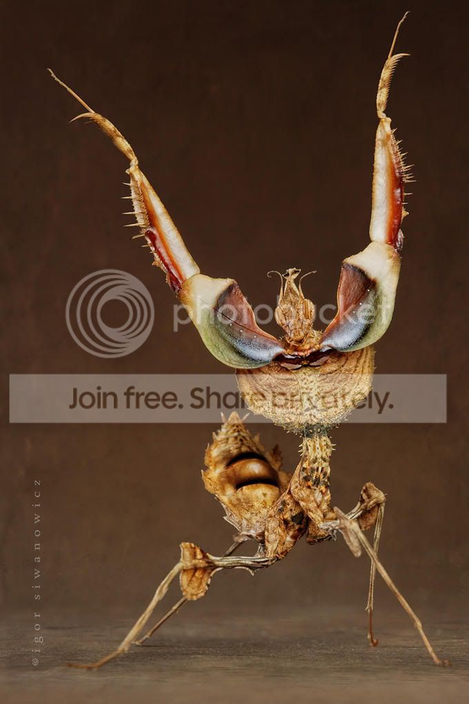 Ireland - idolomantis diabolica (GIANT devil flower mantis) | Reptile ...